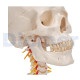 Anatomischer Schädel Mit Wirbelsäule 4-Teilig Weiss